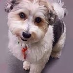 025___February-2018__Eli__Havanese-150x150-1