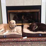 026___January-2018___Jasper-and-Louise__Yellow-and-Chocolate-Labs-150x150-1