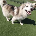 027___December-2017__Takoda__Native-American-Indian-Dog-150x150-1