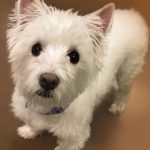 028___November-2017__Chip_____West-Highland-Terrier-150x150-1