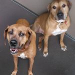029___October-2017___Remmy-and-Ziggy____Rhodesian-Ridgeback__revised__smaller-150x150-1