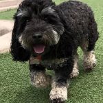 030___August-2017__Loki___Black-Cockapoo-150x150-1