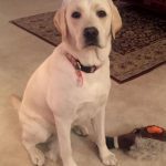 031___July-2017__Riley-V__Yellow-Lab-150x150-1