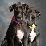 032___June-2017__Sofie-and-Gabby__Great-Danes-150x150-1