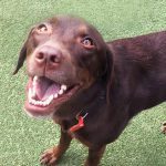 033___May-2017___Rosie__Chocolate-Lab-150x150-1
