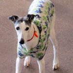 034___April-2017__Jango__Whippet-150x150-1