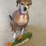 035___March-2017__Schmiddy-Schmidt____Basenji-Beagle-Mix-150x150-1