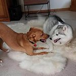 036___February-2017__Caico-and-Maggie-Cook____Husky-and-Potcake-Mix-150x150-1