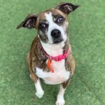 038___December-2016__Lucy____Boggle-or-Boston-Terrier-Beagle-Mix-150x150-1