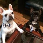 040___October-2016__Diesel-and-Sherlock___French-Bulldogs-150x150-1