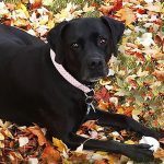 041___September-2016__Raven-Annie___Boxer-Mix-150x150-1