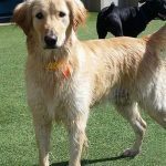 042___August-2016___Rory__Golden-Retriever-150x150-1