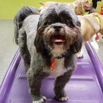 043___July-2016__Scooby-Robinson___Shih-Tzu-150x150-1