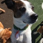 044___June-2016__Arthur-Pratt__Boston-Terrier-Mountain-Feist-150x150-1