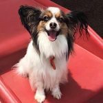 046___April-2016__Rusty-Pelachyk___Papillon-150x150-1