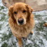047___March-2016__Maxx___Golden-Retriever-150x150-1