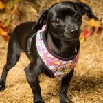 049___January-2016__Radar-2-ChihuahuaDacshund-mix-150x150-1