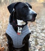 04__Rocky__Pit-Bull-Mix__June-2026