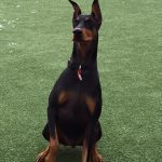 050___December-2015__Castro-Campbell____Doberman-Pinscher-2-150x150-1
