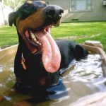 050___December-2015__Castro-Campbell____Doberman-Pinscher__4-150x150-1