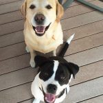 052___October-2015___Jake-and-Lucy-Glower___-yellow-lab-and-Pit-Bull-150x150-1