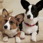 054___August-2015___Max-and-Minnie___Corgis-150x150-1
