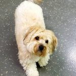 055___July-2015__Coco__-Bichon-Frise-150x150-1