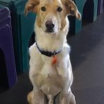 056___June-2015__Barkley__Collie-Lab-Mix-150x150-1
