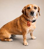 05__Willow__Dachshund-Mix__July-2026