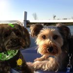 063___November-2014__Dexter-and-Zoey_______-150x150-1