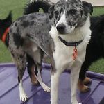 064___October-2014__Levon-Pecha__Australian-Shepherd-Mix-150x150-1