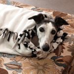 066___August-2014__Jango__Whippet-150x150-1