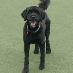 068___June-2014__Isaac-Crise__Portugese-Water-Dog-150x150-1