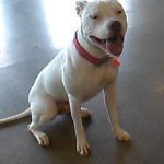 071___March-2014__Lucy-Villa__American-Bulldog-150x150-1
