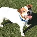073___January-2014__Casey-Ritter__Jack-Russell-Terrier-150x150-1