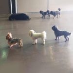 074___December-2013___Danie-Jenie-and-Gabbie__Yorkipoo-yorkie-and-maltipoo-150x150-1