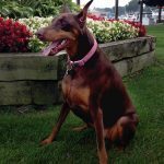 075___November-2013__Ginger-Gumbrecht__Doberman-150x150-1