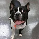 076___October-2013__Romeo-Mraz__Boston-Terrier-150x150-1