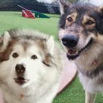 081___May-2013__Jazz-and-Cody-Treadwell__Husky-and-NAID-150x150-1