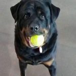 083___March-2013__Bruno-Serra__Rottweiler-150x150-1