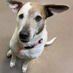 085___January-2013__Quinn-Wisenand__Terrier-Mix-150x150-1