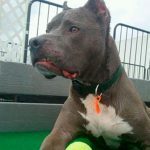 086___December-2012___Zeus-Curtis-__Pit-Bull-150x150-1
