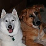 087___November-2012__Yukon-and-Daisy__Husky-and-German-Shepherd-150x150-1