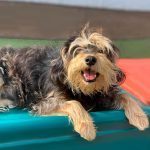 088___October-2012__Andy-Vinte___Terrier-Mix-150x150-1