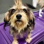 089__September-2012__Andy-Vinte__Terrier-Mix-150x150-1