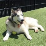 090___August-2012___Bella-Warren___Siberian-Husky-150x150-1