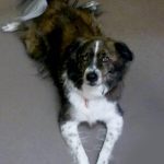 091___July-2012__Louie-McAllister___Australian-Shepherd-Mix-150x150-1