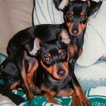 092___June-2012___Lucy-and-Lola-Pagel___Miniature-Pinscher-150x150-1