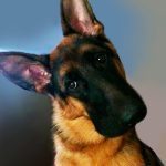 093___May-2012__Grissom-P__German-Shepherd-150x150-1