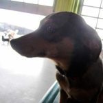 095___March-2012__Sheeba_________-150x150-1